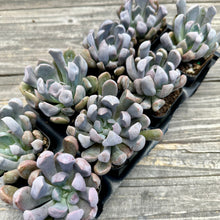 Load image into Gallery viewer, Echeveria ‘Cupid’