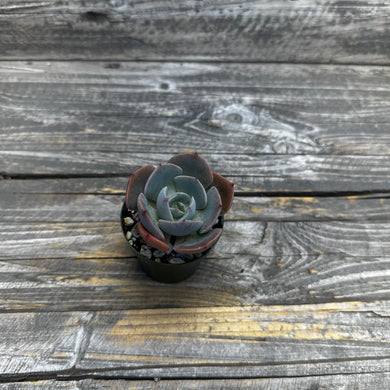 Echeveria ‘White Cassyz’