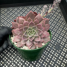 Load image into Gallery viewer, Echeveria ‘Sir Charles’