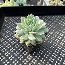 Load image into Gallery viewer, Echeveria ‘Prism’