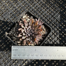 Load image into Gallery viewer, Graptopetalum rusbyi aka (San Francisco River Leather Petal)