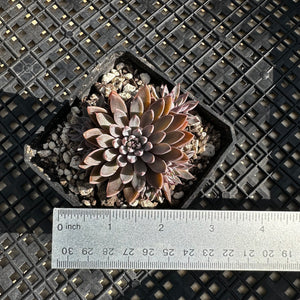 Graptopetalum rusbyi aka (San Francisco River Leather Petal)