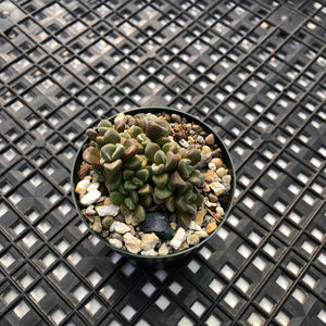Crassula ‘Susannae’
