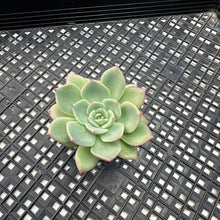 Load image into Gallery viewer, Echeveria ‘Shalmon’