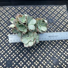 Load image into Gallery viewer, Echeveria ‘Suyon’ variegated