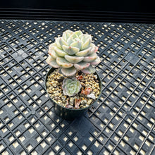 Load image into Gallery viewer, Echeveria Agavoides ‘Tinkerbell’ variegated
