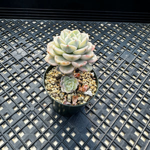 Echeveria Agavoides ‘Tinkerbell’ variegated