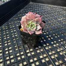 Load image into Gallery viewer, Echeveria ‘Sir Charles’