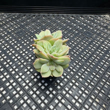 Load image into Gallery viewer, Echeveria ‘White Snow’ Variegated