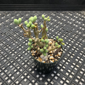 Tylecodon sinus-alexandri aka schaeferianus