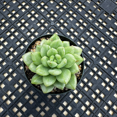 Sedum ‘Alice Evans’ variegated