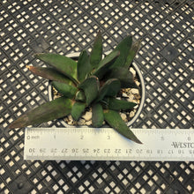 Load image into Gallery viewer, Gasteria nigricans f. monstrose