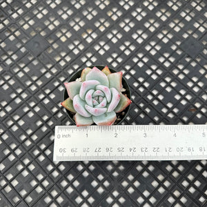 Echeveria Colorato