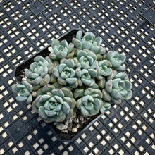 Load image into Gallery viewer, Echeveria Agavoides ‘Tinkerbell’