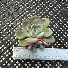 Load image into Gallery viewer, Echeveria ‘Misellosa’