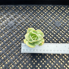 Load image into Gallery viewer, Echeveria ‘Mocha’ Variegated