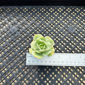 Echeveria ‘Mocha’ Variegated