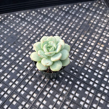 Load image into Gallery viewer, Sedeveria ‘Pudgy’