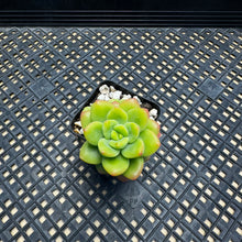 Load image into Gallery viewer, Echeveria Agavoides ebony ‘Peridot’