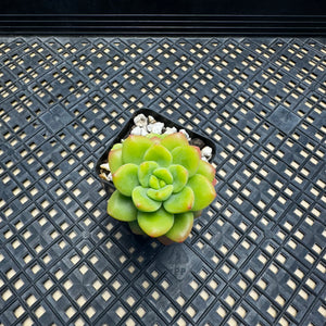 Echeveria Agavoides ebony ‘Peridot’