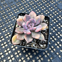 Load image into Gallery viewer, Graptoveria ‘Debbie’ Variegated