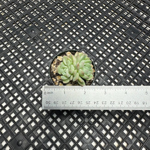 Echeveria hybrid sp.