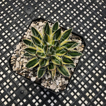 Load image into Gallery viewer, Agave schidigera &#39;Royal Flush&#39;