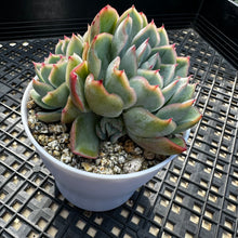 Load image into Gallery viewer, Echeveria ‘Lime Pink’