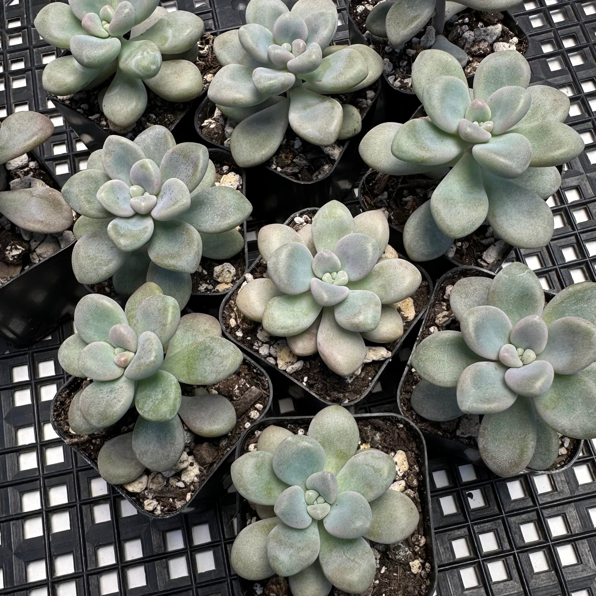 chubby succulents Gratopetalum ‘Ellen’