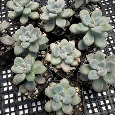 Graptopetalum cv Ellen 