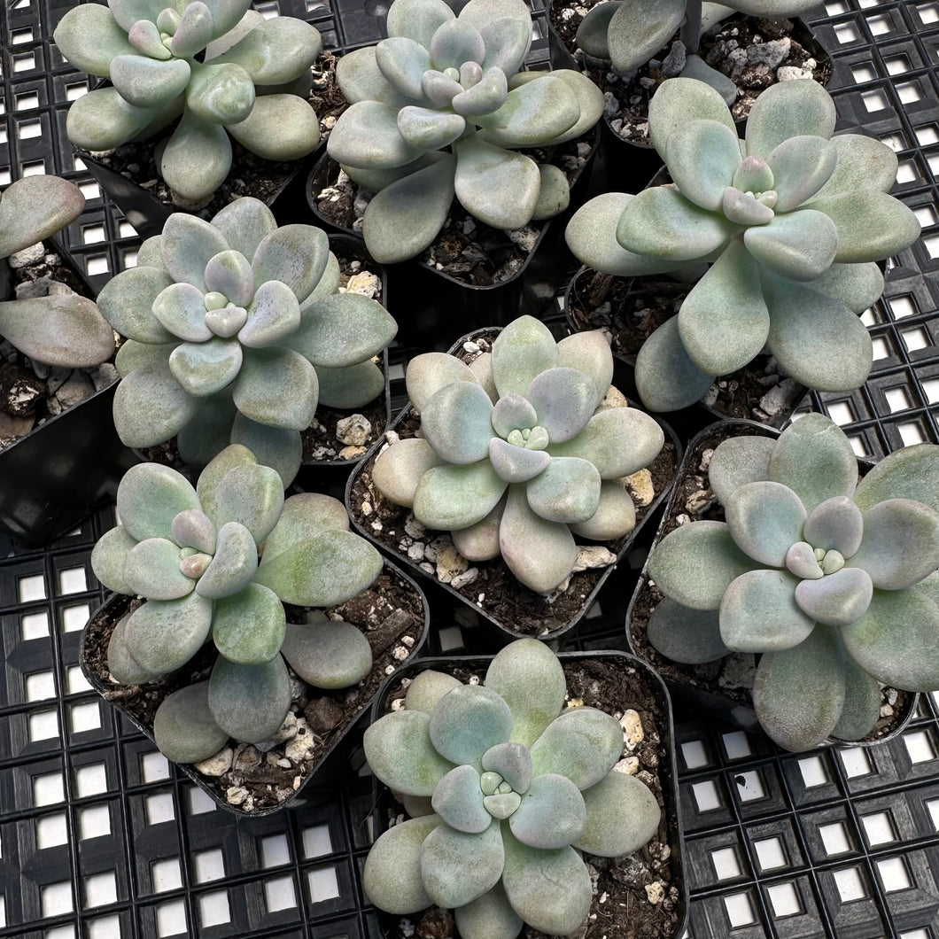 ellen succulent Gratopetalum 'Ellen' – Chubby Leaf Succulents