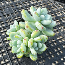 Load image into Gallery viewer, Sedum Clavatum