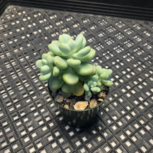 Load image into Gallery viewer, Sedum ‘Caviar’ Graptosedum ‘Caviar’