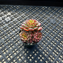 Load image into Gallery viewer, Echeveria ‘Red Top’