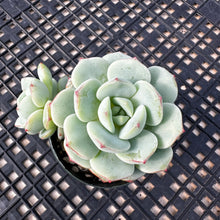 Load image into Gallery viewer, Sedeveria ‘Pudgy’