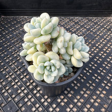 Load image into Gallery viewer, Sedum clavatum variegated
