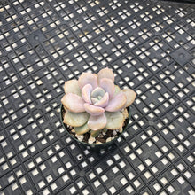 Load image into Gallery viewer, Echeveria ‘Tiramisu’