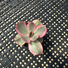 Load image into Gallery viewer, Echeveria  ‘Suyon’ Variegated