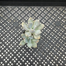 Load image into Gallery viewer, Pachyveria Pachyphytodies Variegated