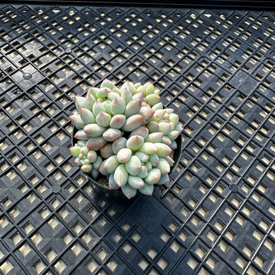 Echeveria ‘Crown Ball’