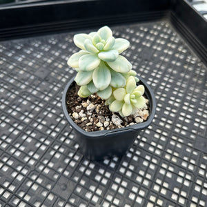 Sedum clavatum variegated