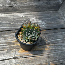 Load image into Gallery viewer, Echeveria ‘Mars’