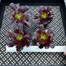 Load image into Gallery viewer, Aeonium ‘Velour’