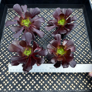 Aeonium ‘Velour’