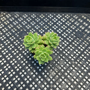 Sedeveria ‘Markus’