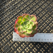 Load image into Gallery viewer, Echeveria 'Bicolor'