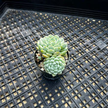 Load image into Gallery viewer, Echeveria ‘Sugar Princess’