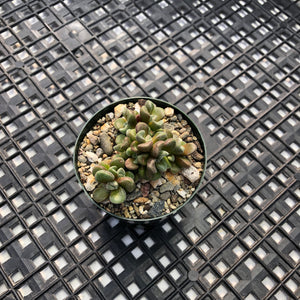Crassula ‘Susannae’