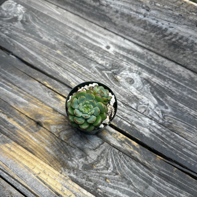 Echeveria ‘Red Top’