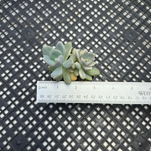 Pachyveria Pachyphytodies Variegated